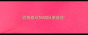 狗狗喜欢钻缝隙里睡觉