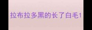 拉布拉多黑的长了白毛