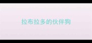 拉布拉多的伙伴狗