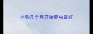小狗几个月开始驱虫最好