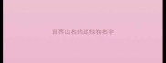 世界出名的边牧狗名字