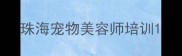 珠海宠物美容师培训