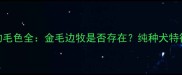 边境牧羊犬的毛色全金毛边牧是否存在纯种犬特征与养护指南