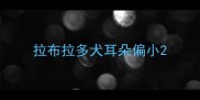 拉布拉多犬耳朵偏小