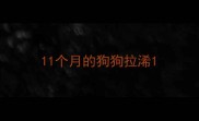 11个月的狗狗拉浠