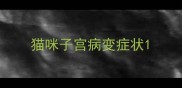 猫咪子宫病变症状