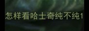 怎样看哈士奇纯不纯