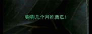 狗狗几个月吃西瓜