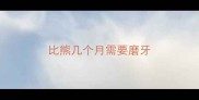 比熊几个月需要磨牙