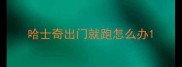 哈士奇出门就跑怎么办