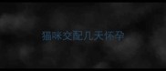 猫咪交配几天怀孕