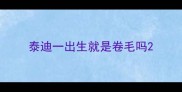泰迪一出生就是卷毛吗