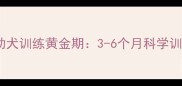 史宾格幼犬训练黄金期3-6个月科学训练指南