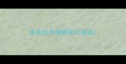 金毛幼犬咳嗽能打疫苗