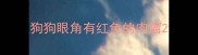 狗狗眼角有红色的肉瘤