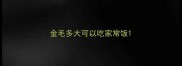 金毛多大可以吃家常饭