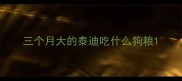 三个月大的泰迪吃什么狗粮
