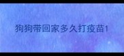 狗狗带回家多久打疫苗