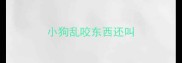 小狗乱咬东西还叫