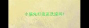 小猫先打疫苗洗澡吗