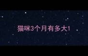 猫咪3个月有多大