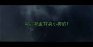 深圳哪里有卖小狗的
