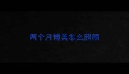 两个月博美怎么照顾