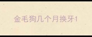 金毛狗几个月换牙