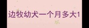 边牧幼犬一个月多大