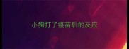 小狗打了疫苗后的反应