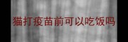 猫打疫苗前可以吃饭吗