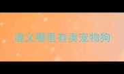 遵义哪里有卖宠物狗