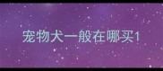宠物犬一般在哪买