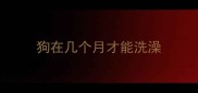 狗在几个月才能洗澡