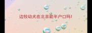 边牧幼犬在北京能半户口吗