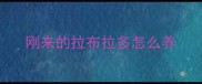 刚来的拉布拉多怎么养