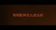 狗狗配种怎么进去的
