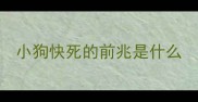 小狗快死的前兆是什么
