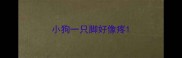 小狗一只脚好像疼