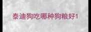 泰迪狗吃哪种狗粮好