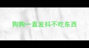 狗狗一直发抖不吃东西