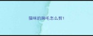猫咪的脚毛怎么剪