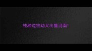 纯种边牧幼犬出售河南