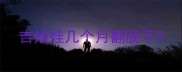 吉娃娃几个月翻肠子