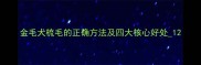 金毛犬梳毛的正确方法及四大核心好处1