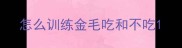 怎么训练金毛吃和不吃