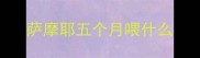 萨摩耶五个月喂什么