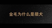金毛为什么是猎犬