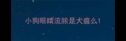 小狗眼睛流脓是犬瘟么