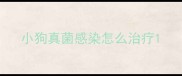小狗真菌感染怎么治疗
